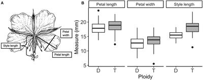 Differences in Floral Scent and Petal Reflectance Between Diploid and Tetraploid Chamerion angustifolium